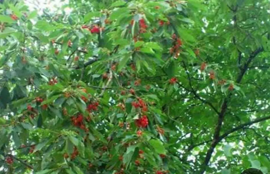 منزل مسکونی وزمین خونه باغ