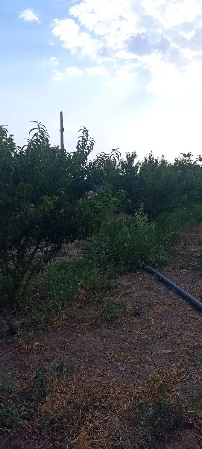 باغچه
