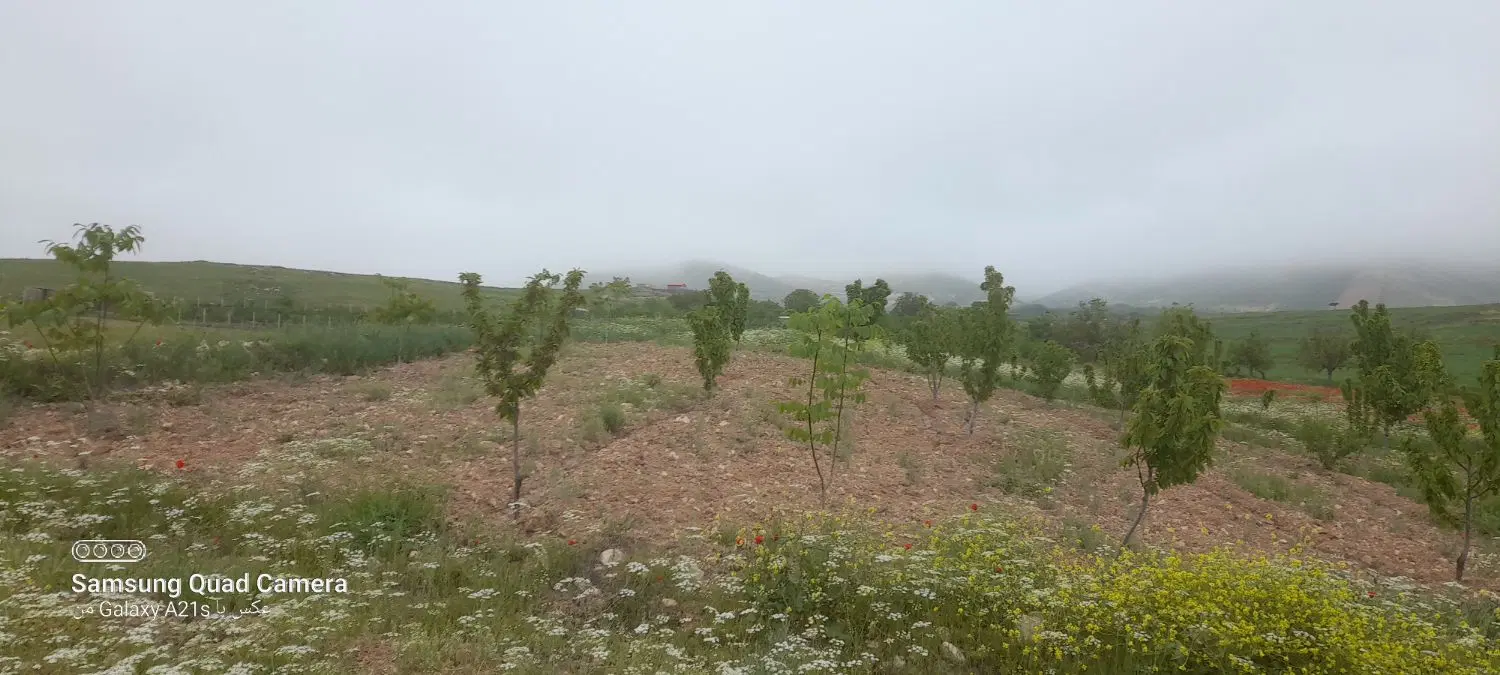 فروش‌یک‌باغ‌نوقلی