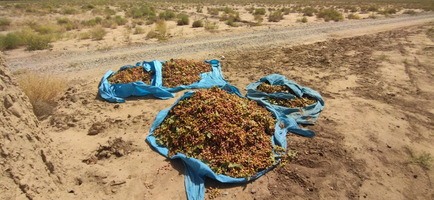 باغ پسته در فیض اباد