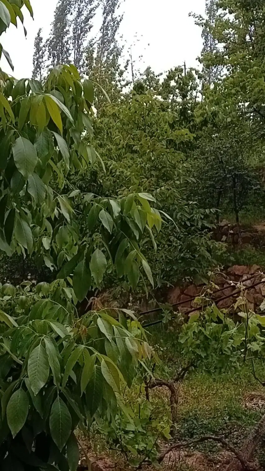 باغ گیلاس