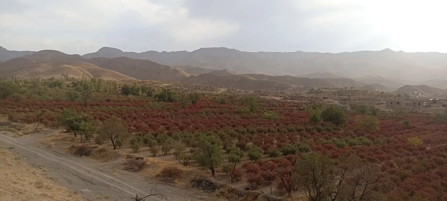 زمین مزروعی