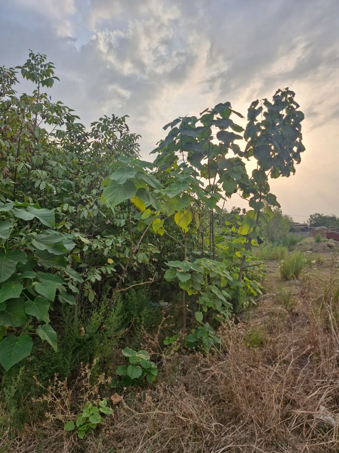 فروش زمین  روستای حکیم اباد کتول