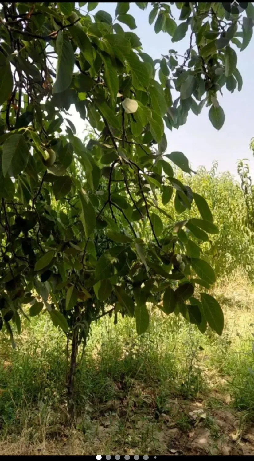فروش و معاوضه زمین با خانه و ماشین