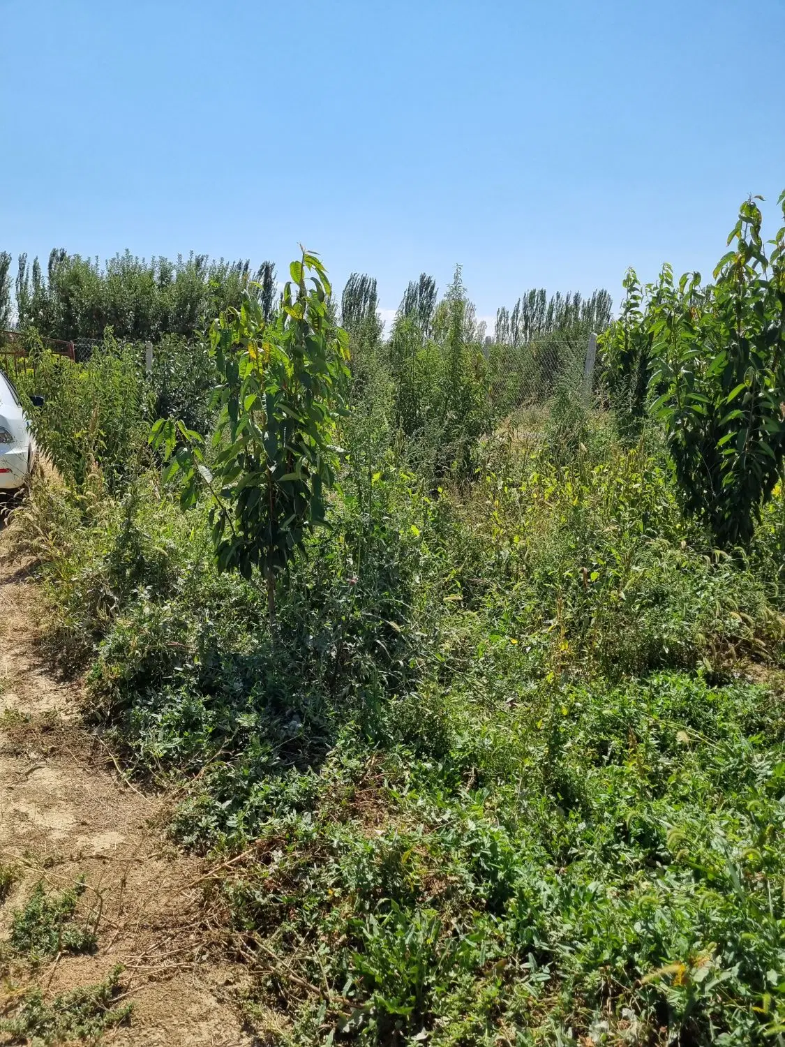 باغچه خانوادگی