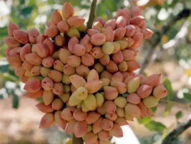 باغ پسته