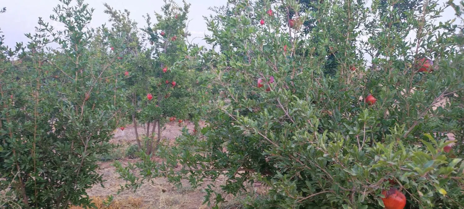 زمین باغ اناربفروش میرسد فوری فوری