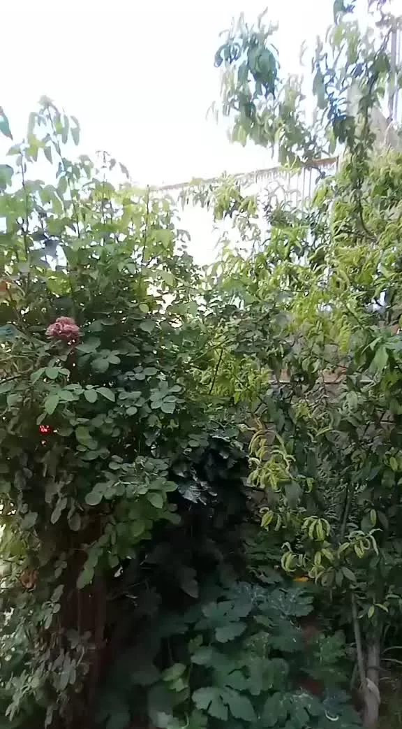 اجاره روزانه و هفتگی خانه بومگردی شهرکرد ،شمس آباد