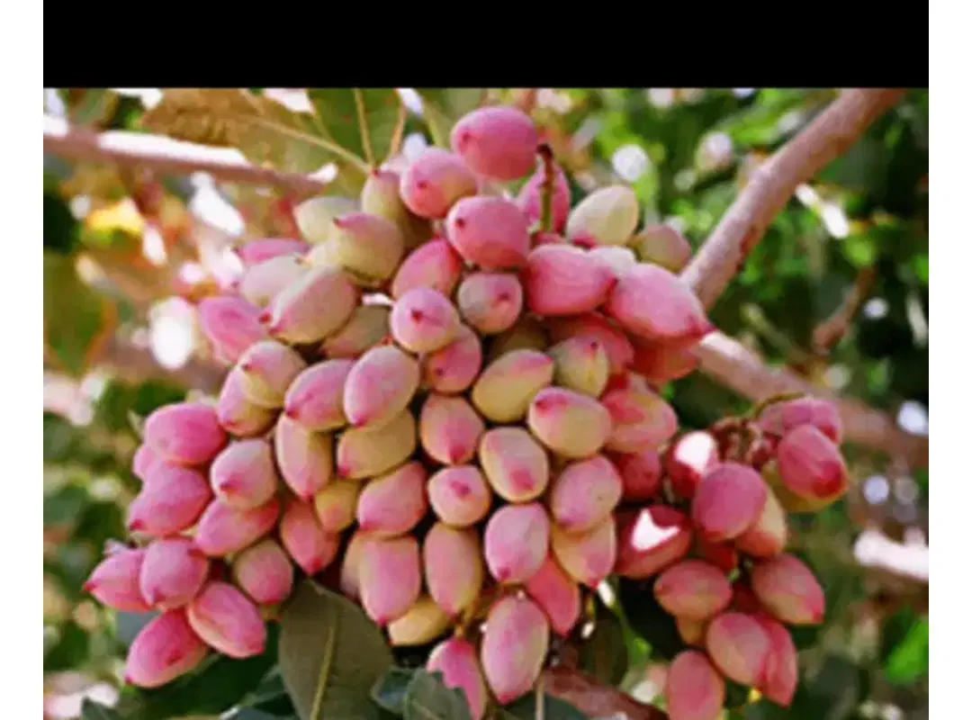 زمین پسته جنگل تلمبه جانبازان