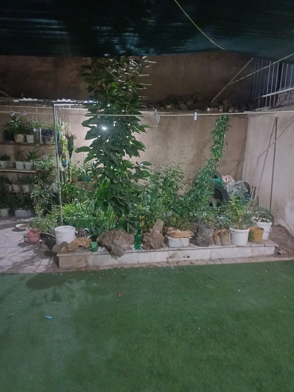 همخونه میخام