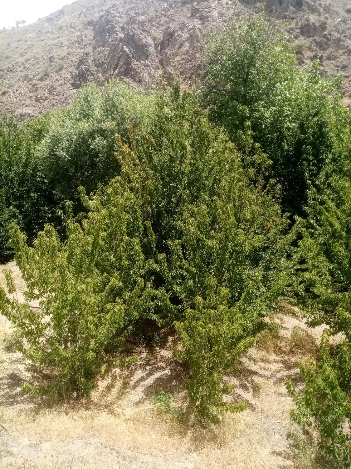باغ گیلاس