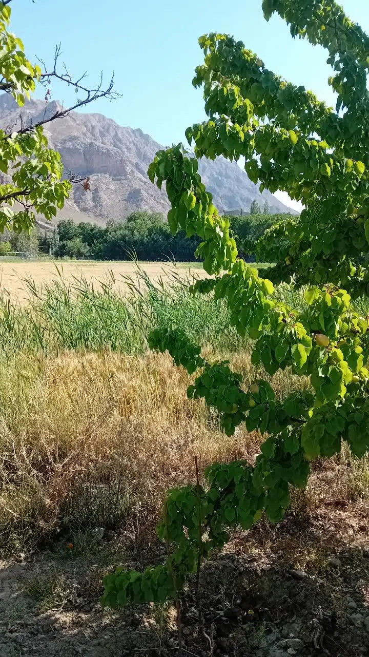 باغ نرند روستای آستانه