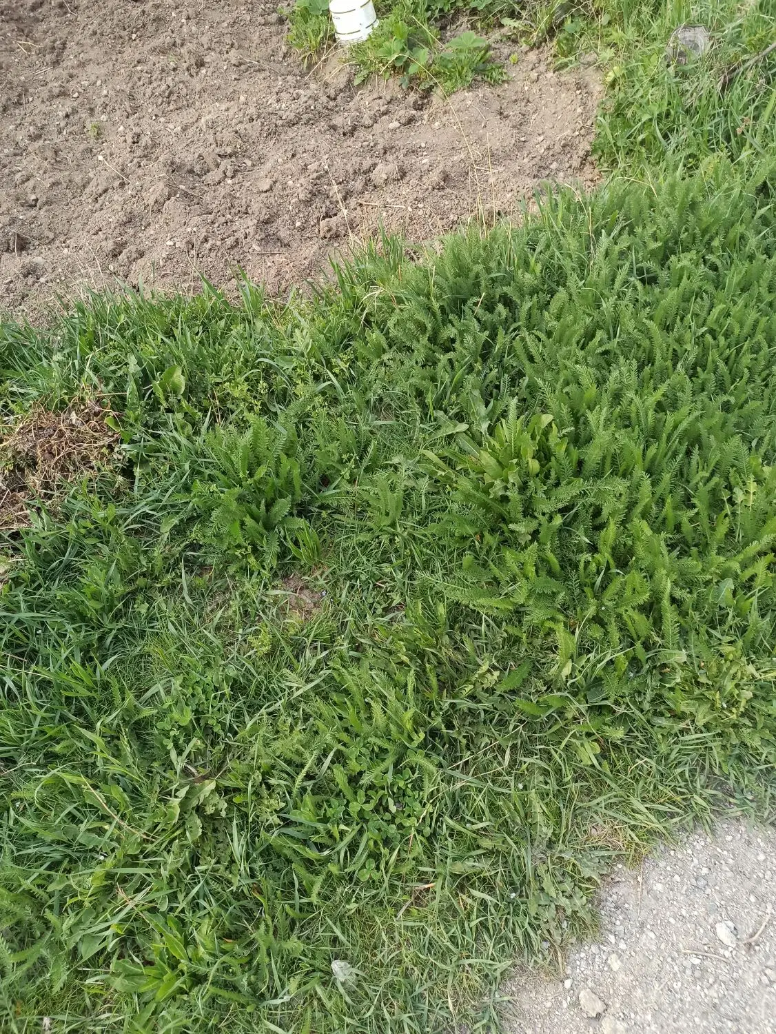 فروش و تهاتر زمین کشاورزی.. یکساله اجاره جهت کاشت