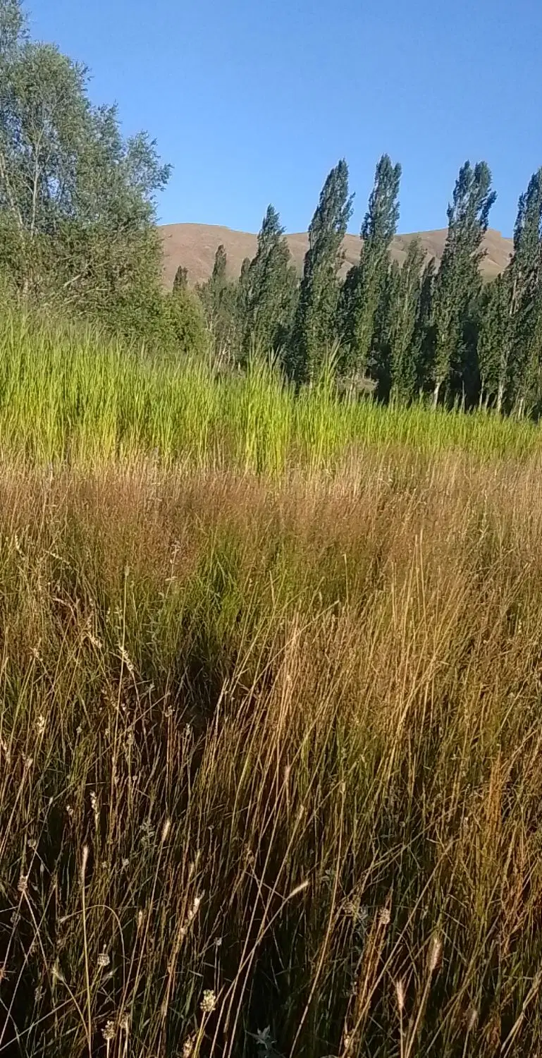 زمین چمن