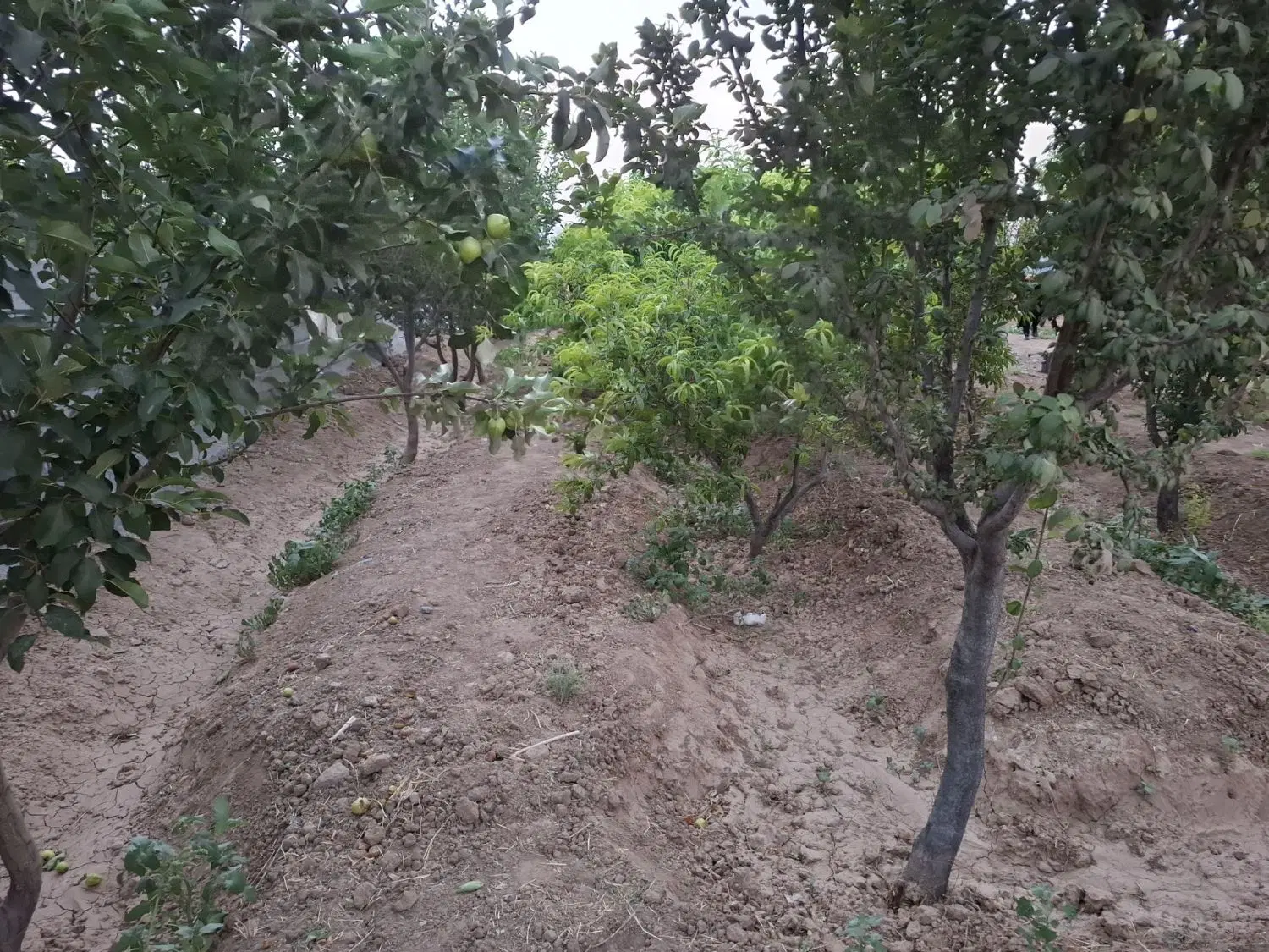 زمین چهاردیواری ماهدشت معاوضه