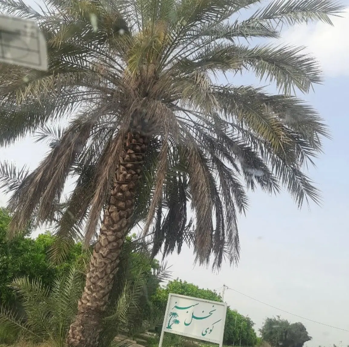 فروش باغچه کوچه باغ نخل