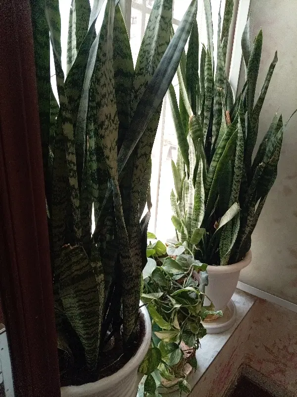 اجاره خانه