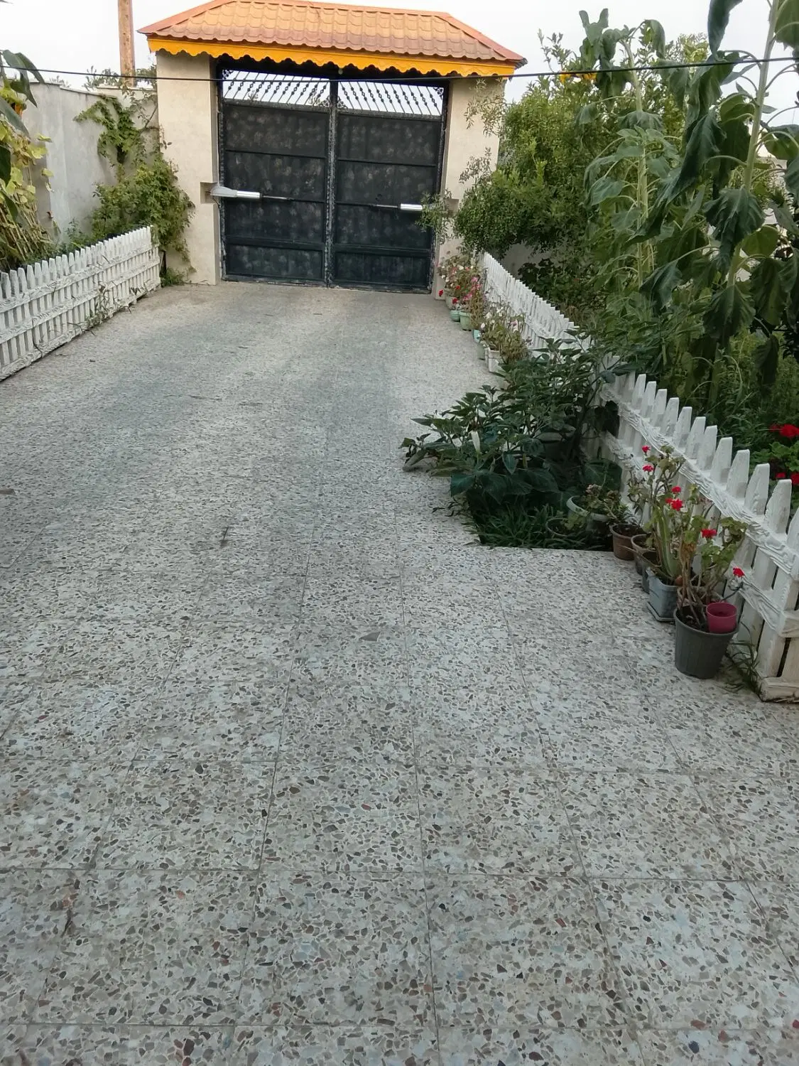 سوئیت