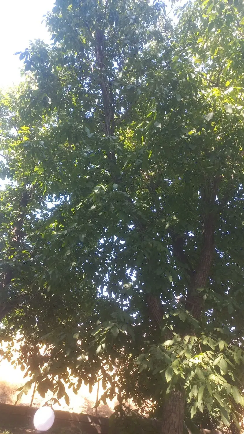 فروش باغ سرکان