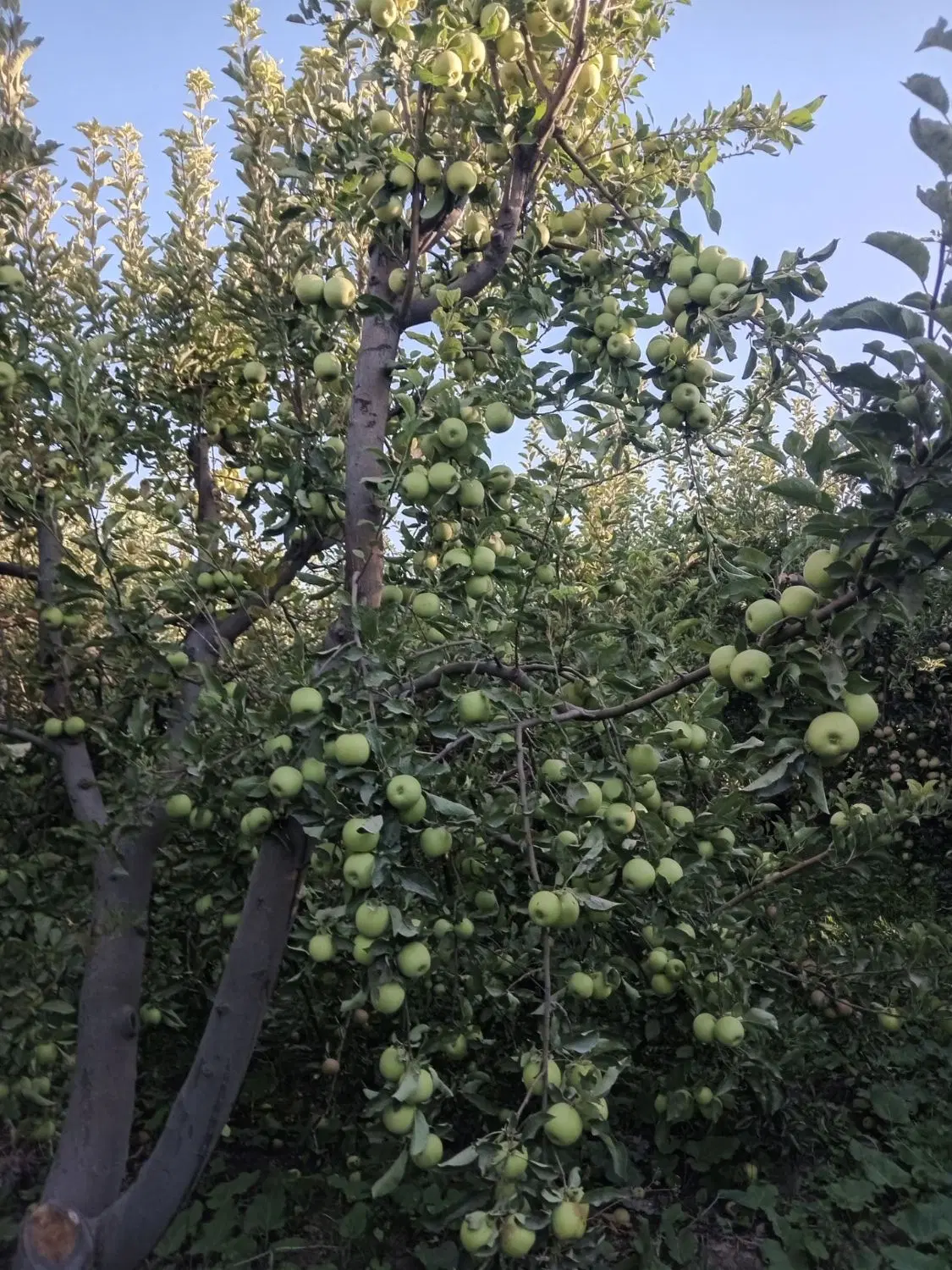 اجاره سیب سر درختی