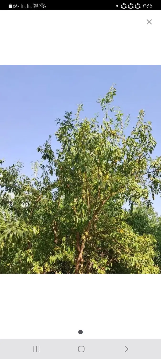 باغ انگور سیصد متر در ارزانپور