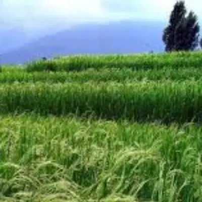 فروش شالیزار