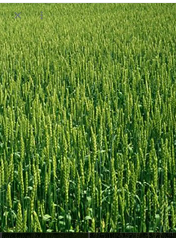 زمین زراعی