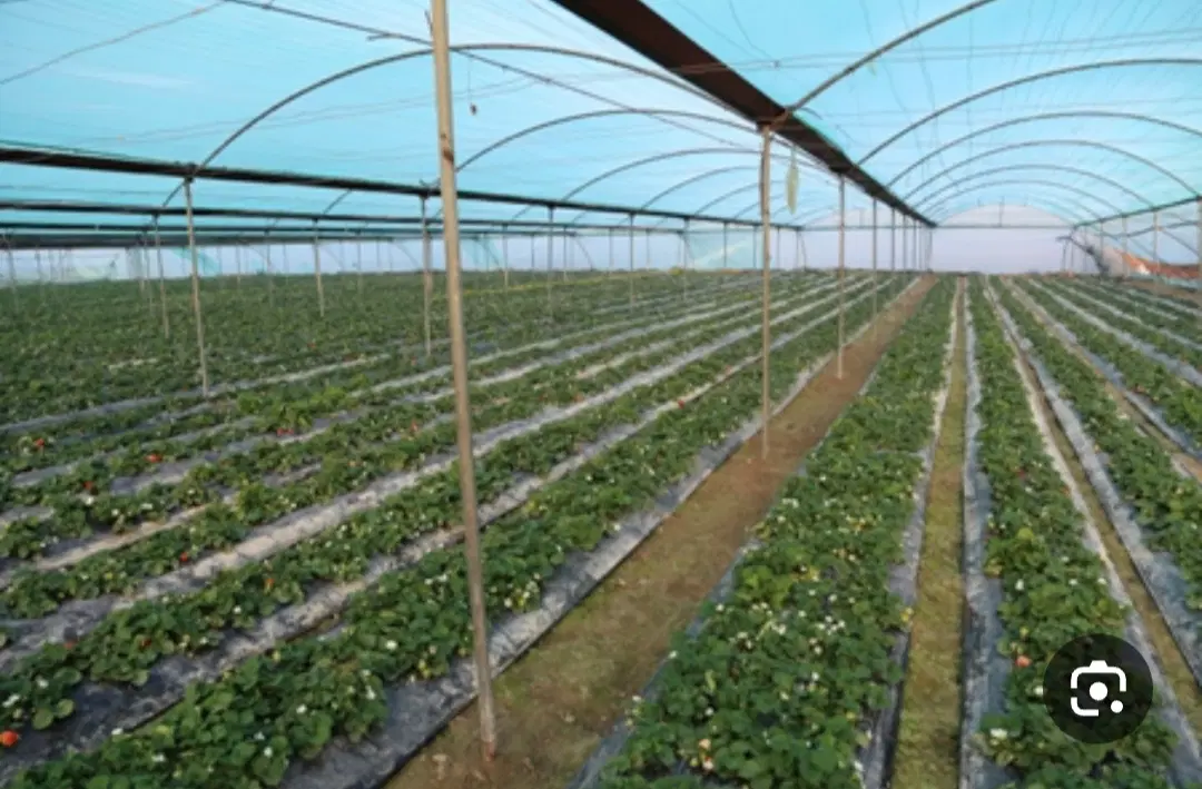 گلخانه اجاره ای