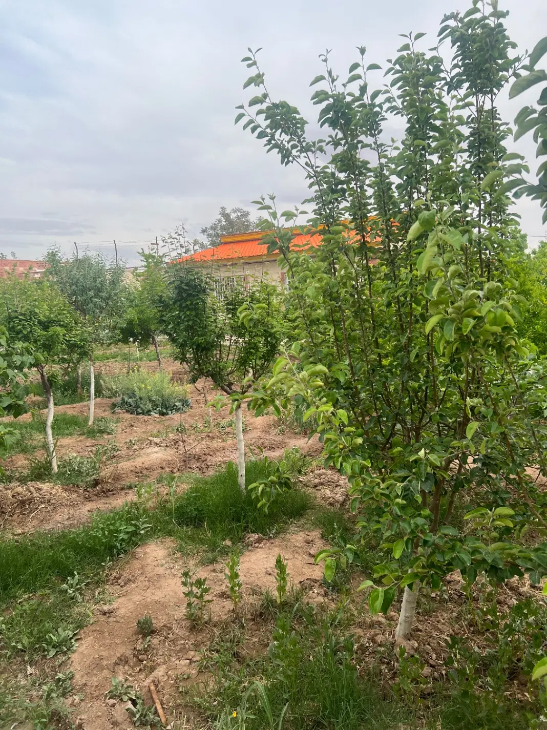 خانه باغ
