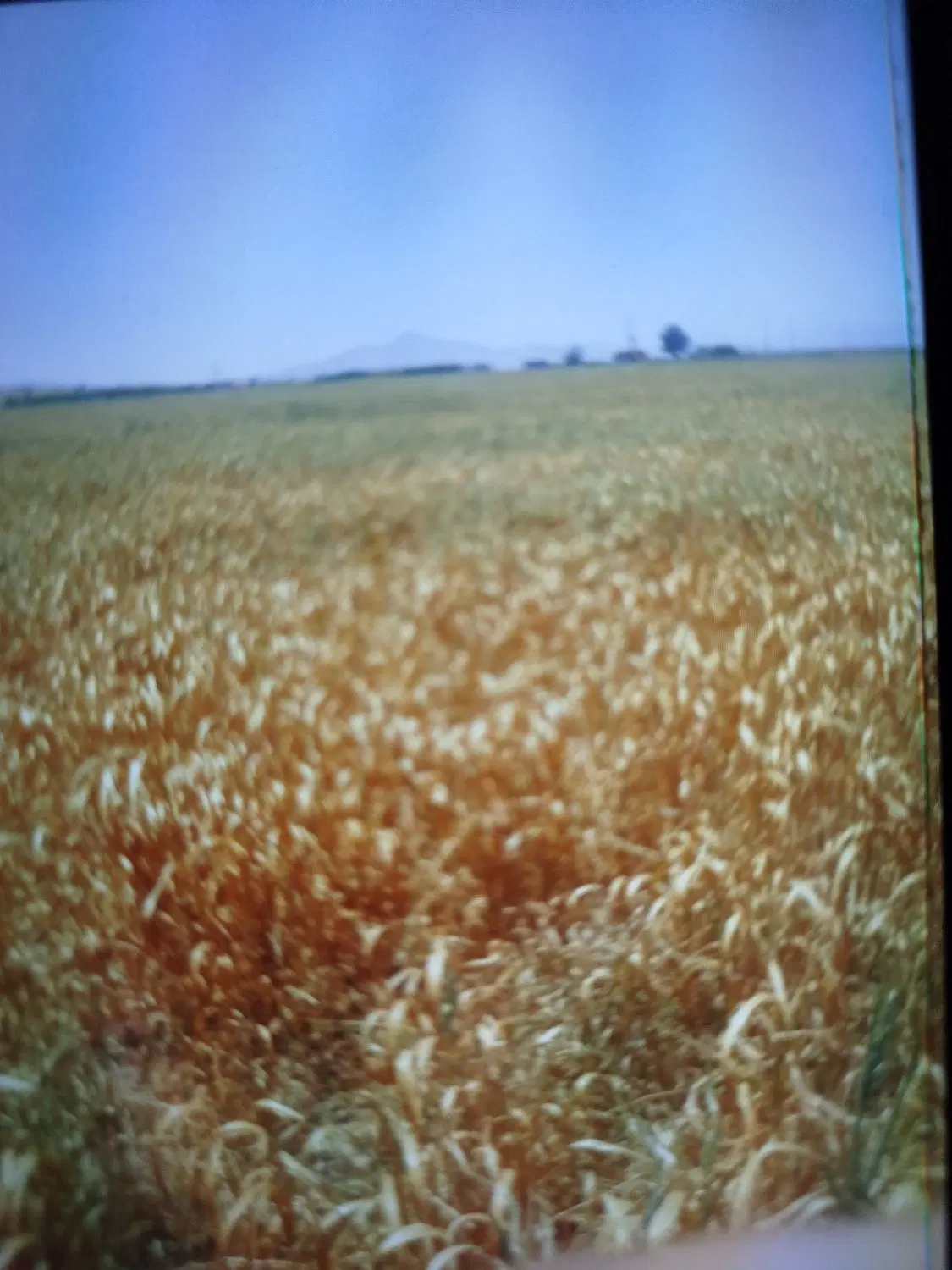 زمین کشاورزی