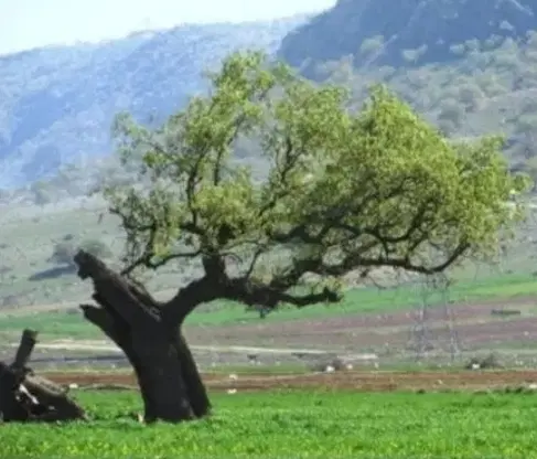 فروش زمین باغچه