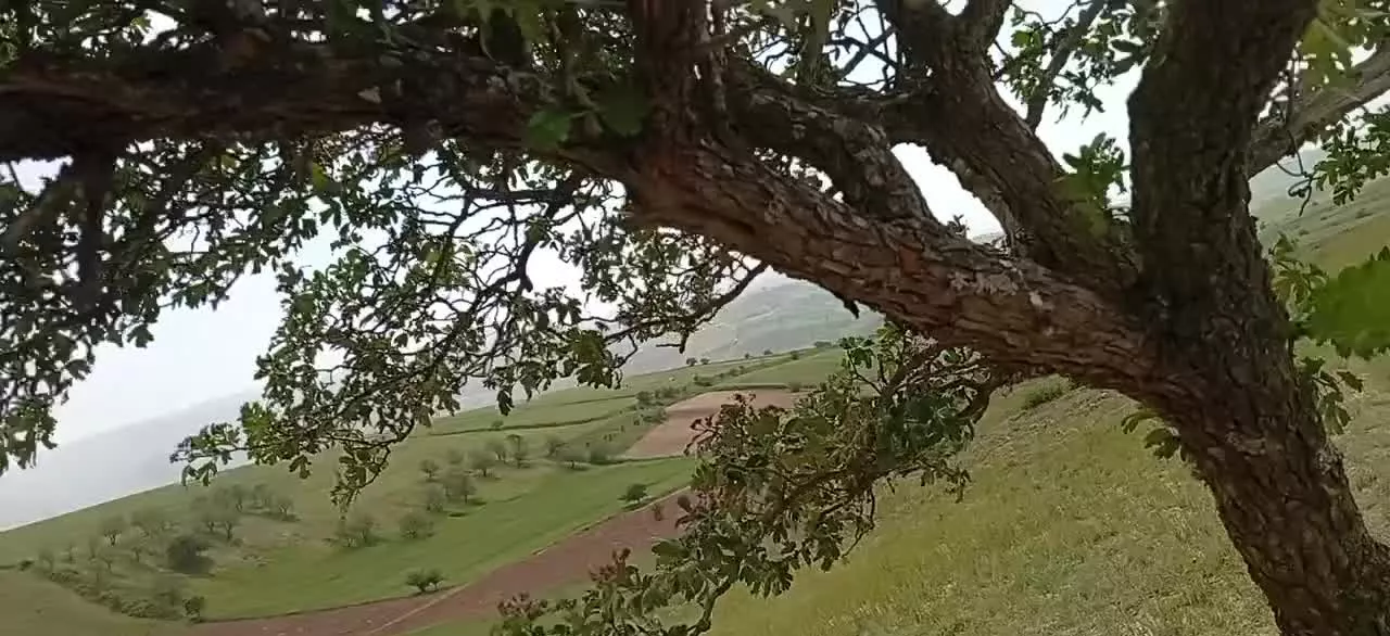 زمین کشاورزی و باغی