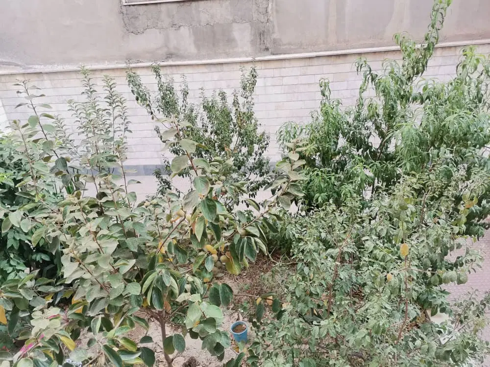 آپارتمان دروازه شمیران فروشی