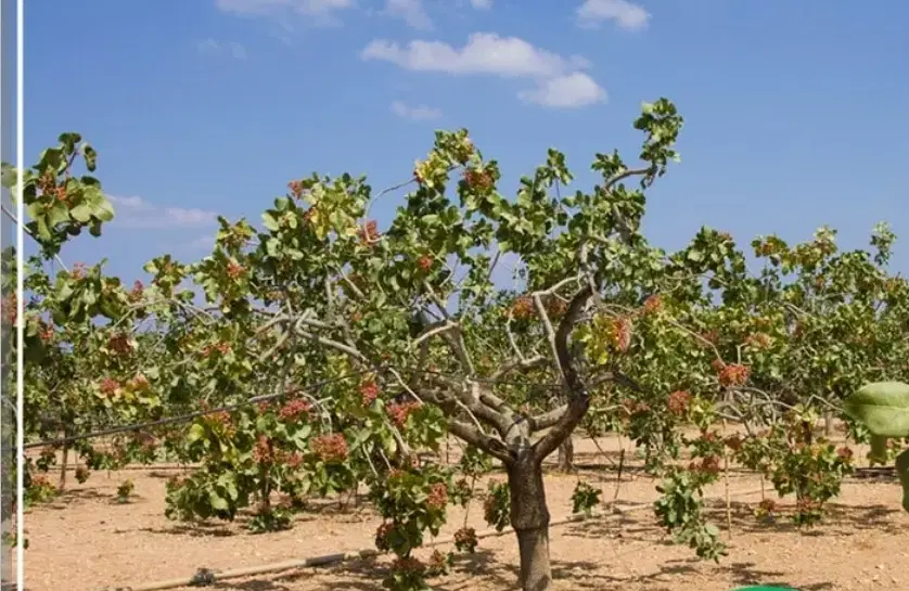 زمین