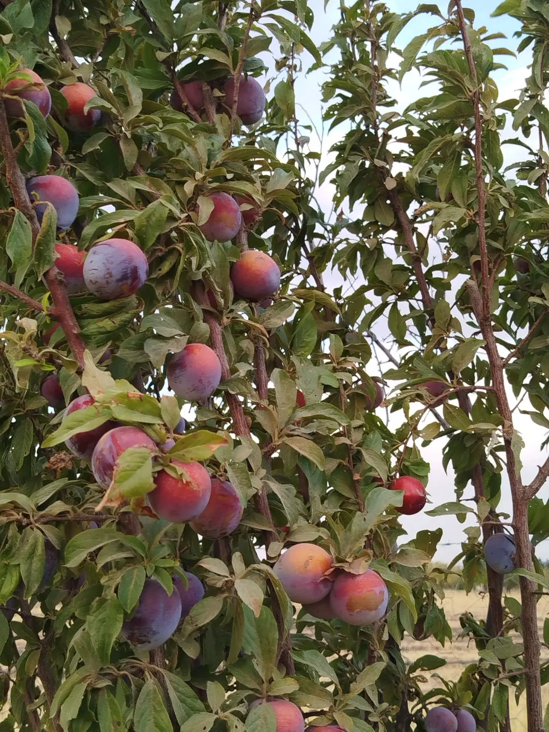 باغ سند دار