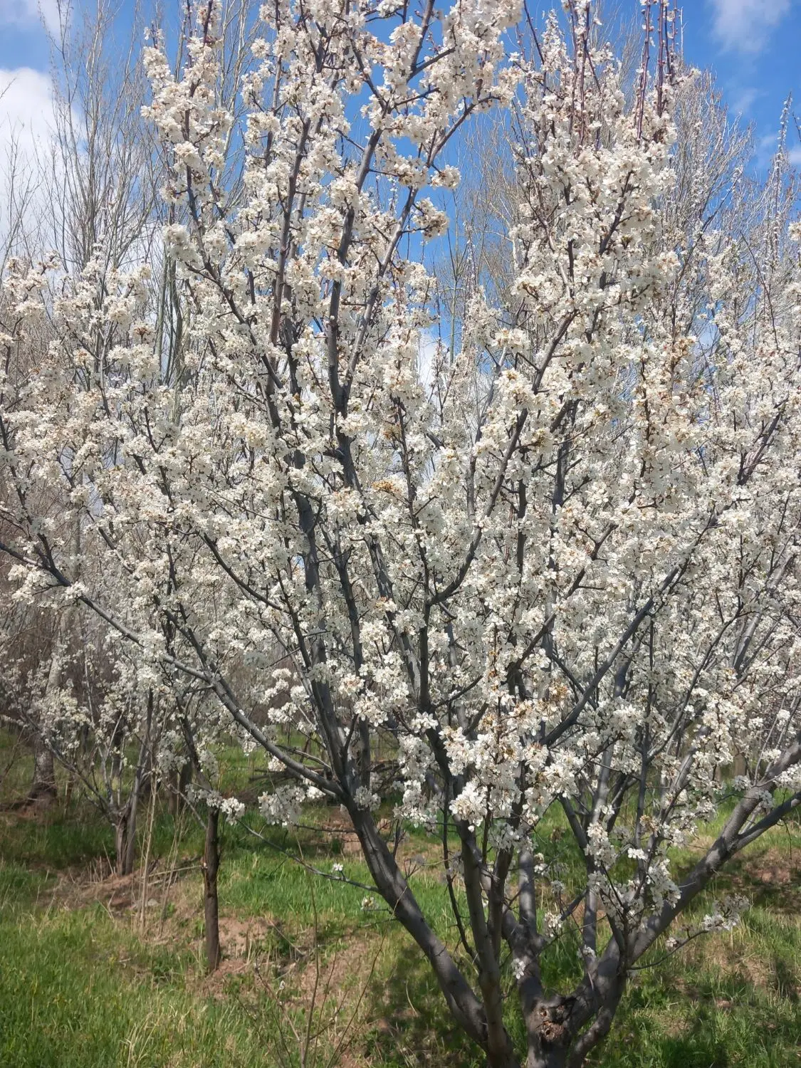 باغ میوه در سراب روستای داراب