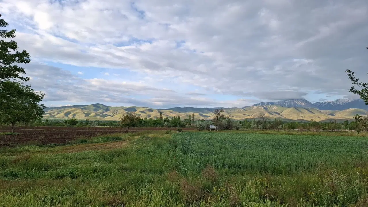 ۱۲هکتار زمین زراعی اجاره داده میشود