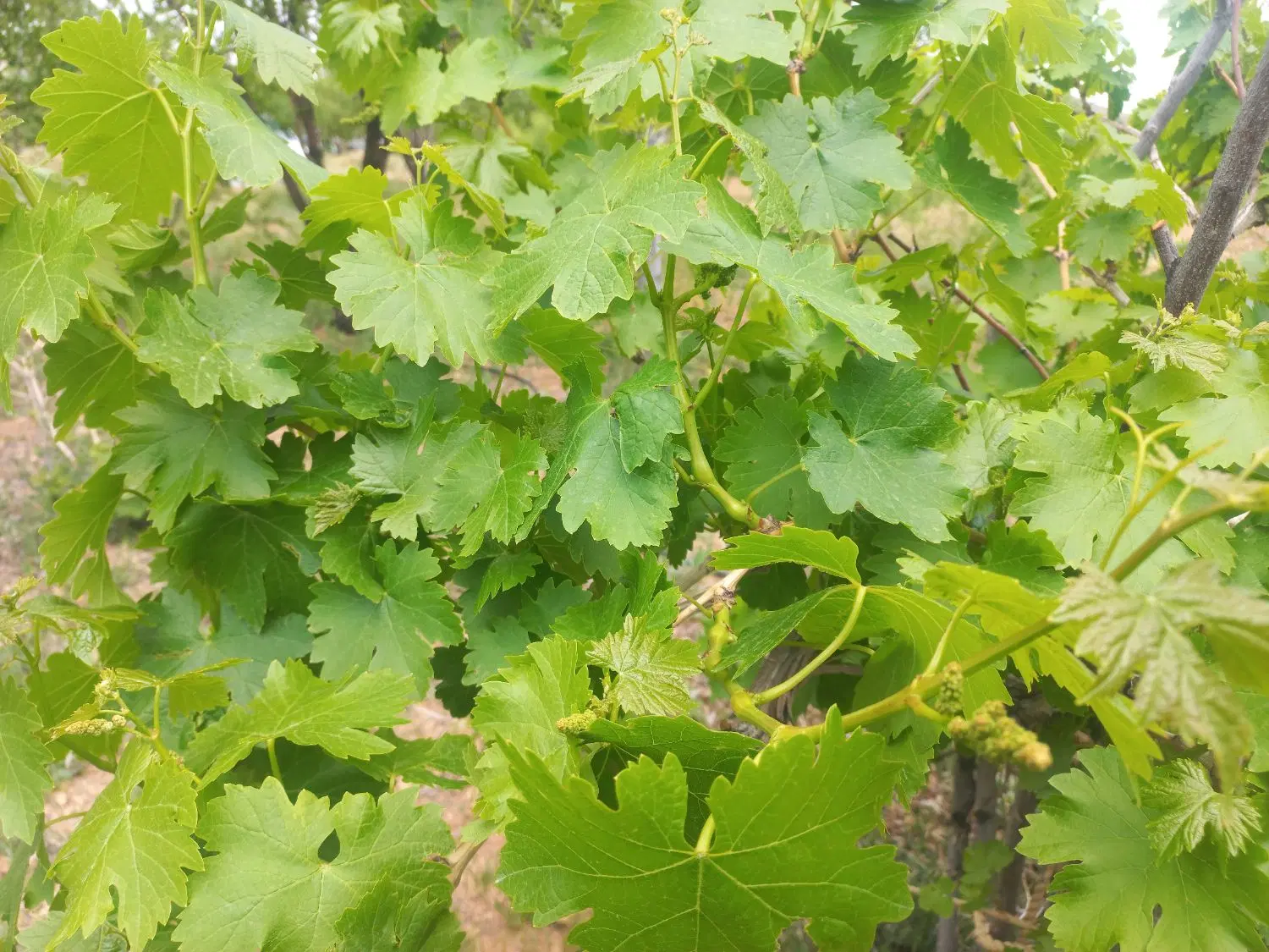 باغ ۱۰۰۰متری مناسب برای سرمایه گذاری مطمئن
