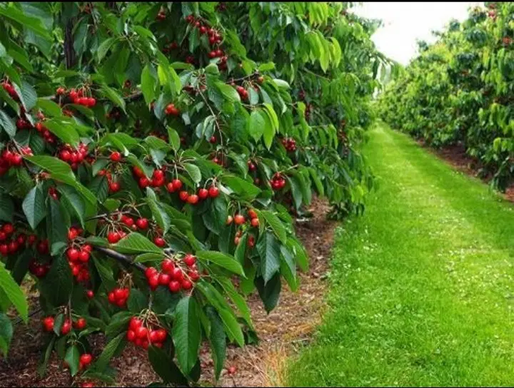 ۴۶۰ متر باغ زشک دور دیوار ، اوایل زشک سمت زوج