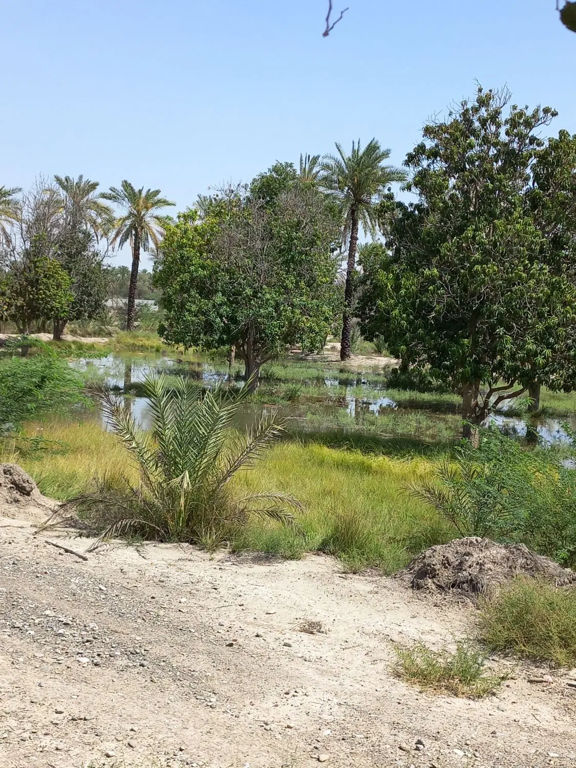 باغ و زمین