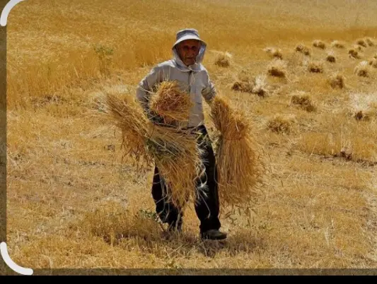 زمین کشاورزی