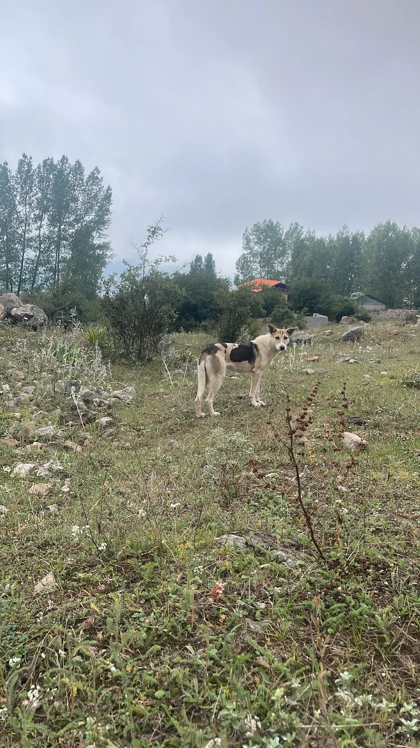زمین وسطی کلا