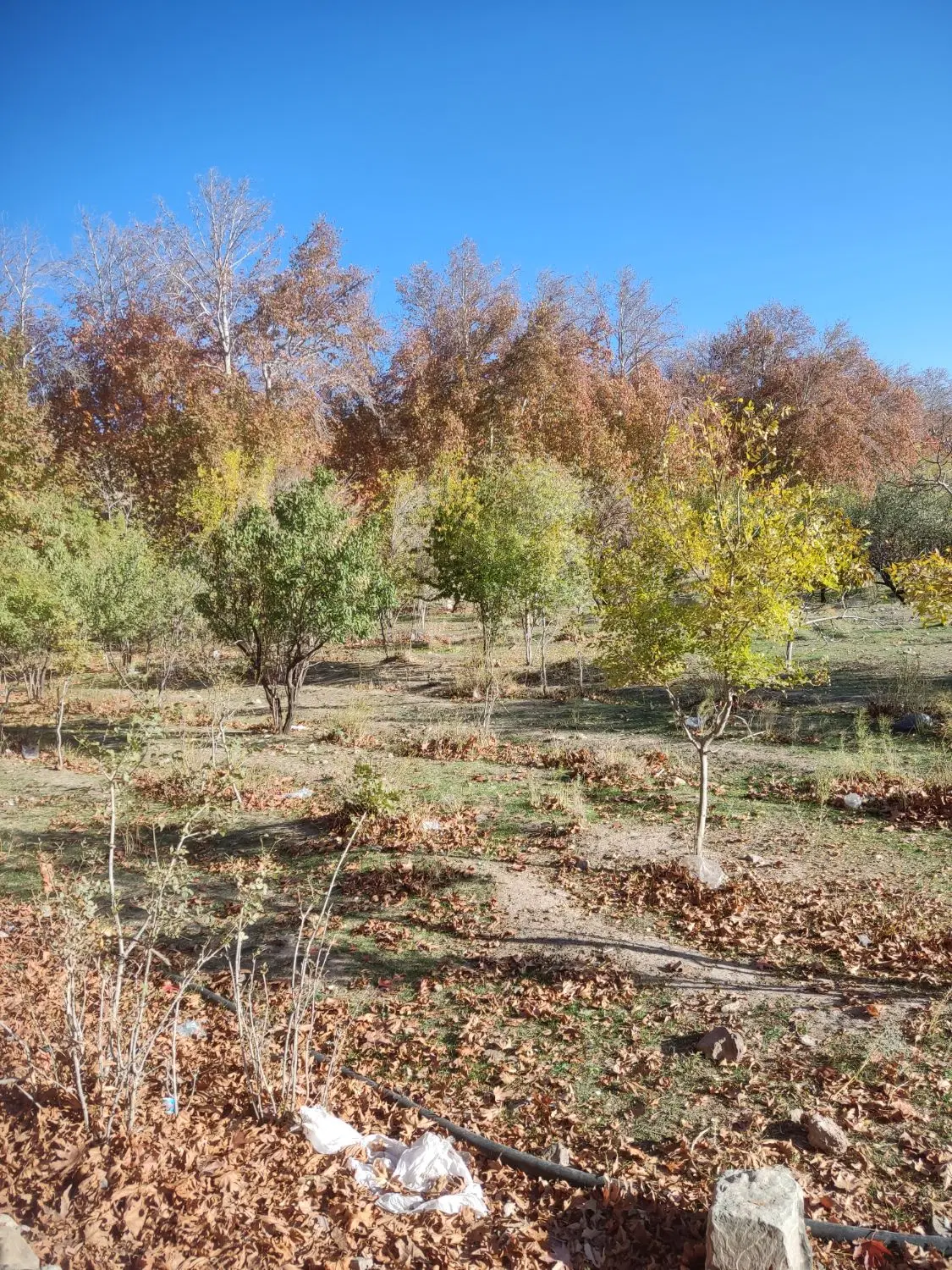 ملک اجاره ای
