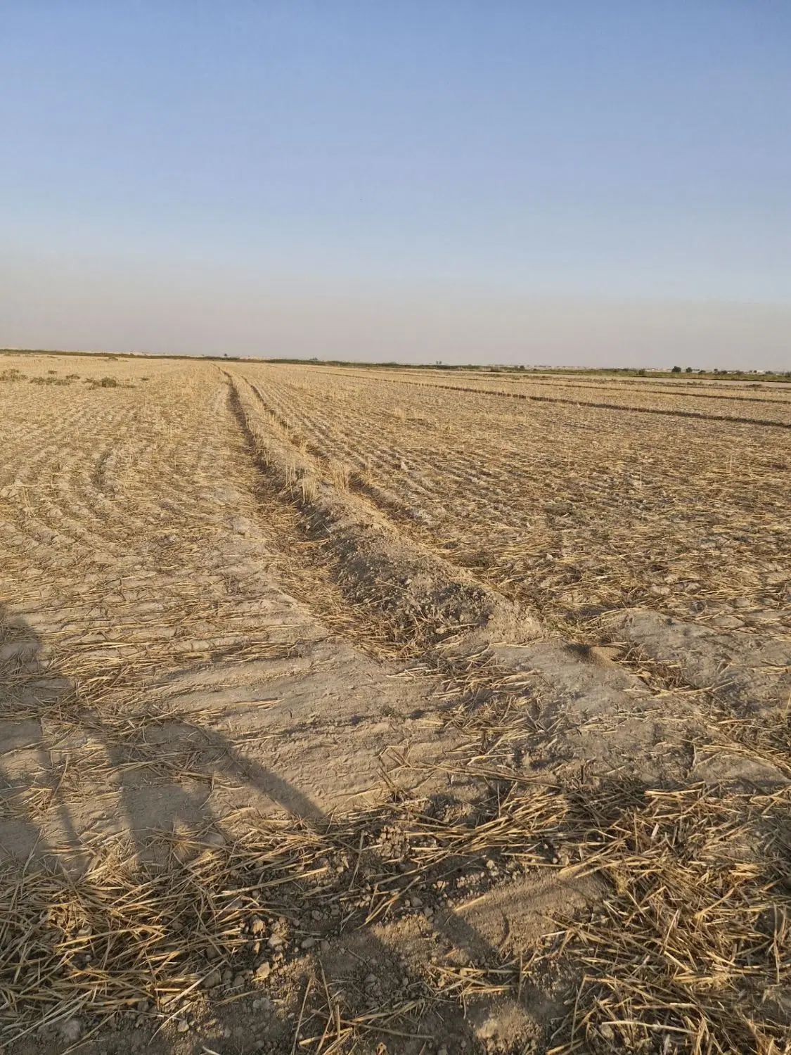 اجاره زمین کشاورزی شوشتر