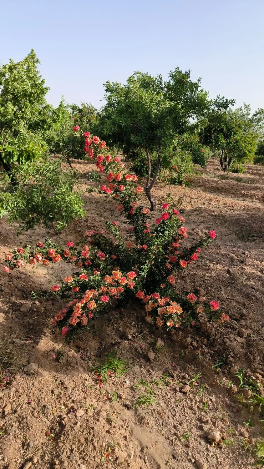 942متر