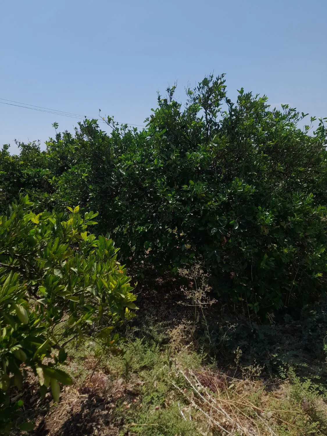 فروش باغ مرکبات متراژ ۲۵۰۰