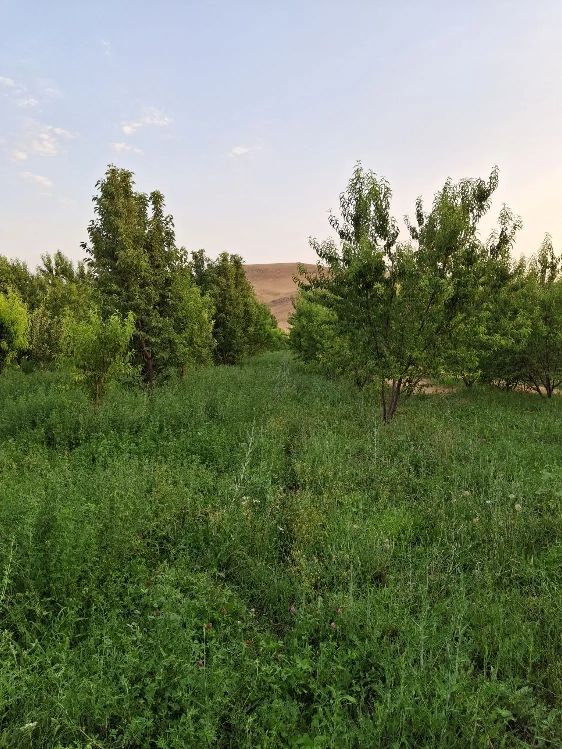 ۴جریب باغ زیر رودخانه