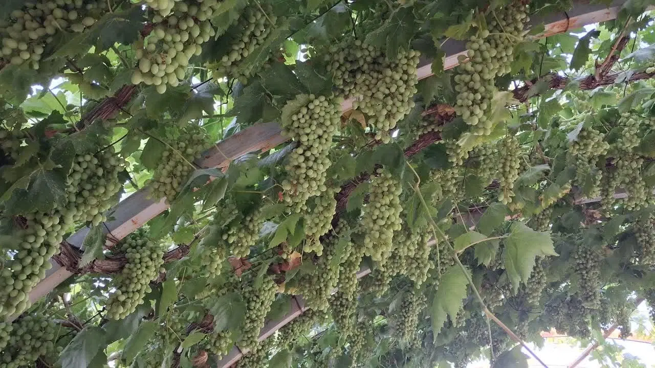 فروش زمین