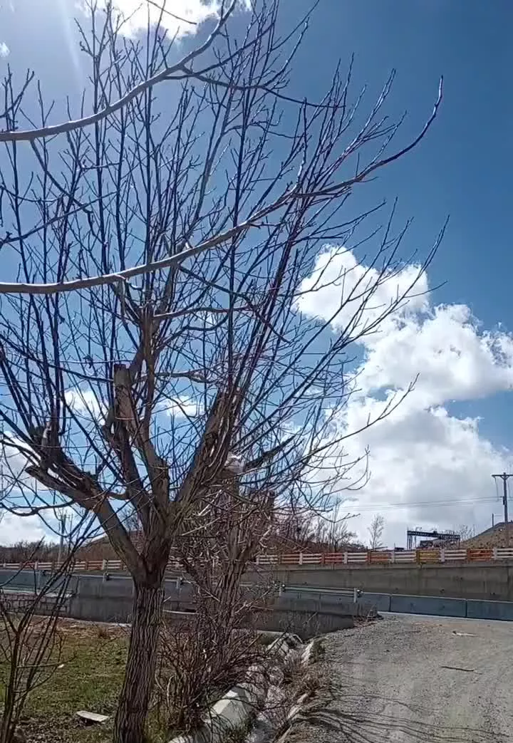 باغ گردشگری سامان پل زمانخان