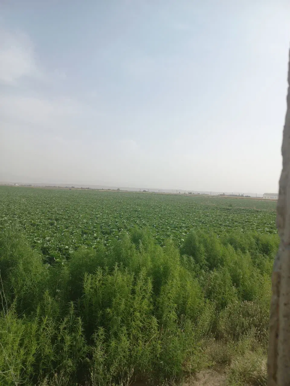 یک هکتار زمین قولنامه ای